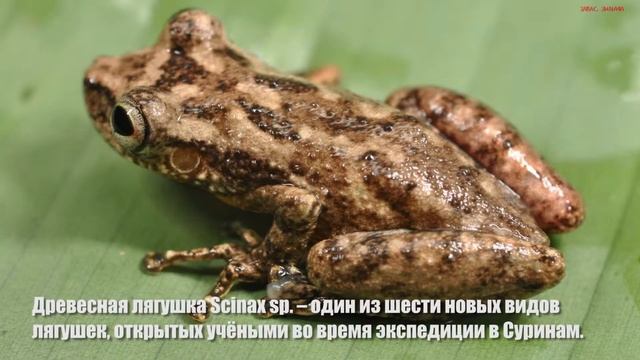 РЕДКИЕ РАСТЕНИЯ, НАСЕКОМЫЕ И ЖИВОТНЫЕ ИЗ СУРИНАМА