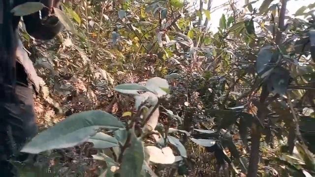 Laliguras Hunting 2018 | Rhododendron | National Flower | Lele | Lalitpur | Nepal | Subash Yonjan смотреть онлайн