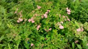 спирея бумальда