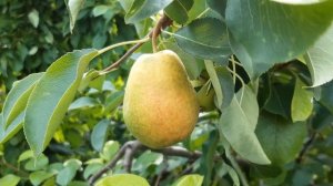 Груша Северянка -вкусная, как конфета.