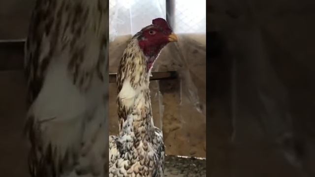 Петух О шамо 8 месяцев на продажу.ПРОДАНЫ✅ смотреть онлайн