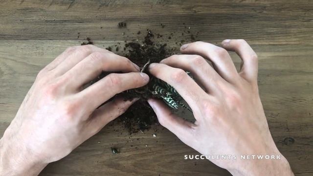 HOW TO POT HAWORTHIA FASCIATA! смотреть онлайн