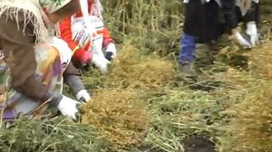 Процесс посадки и обработки льна - Подвязывание снопа (18)