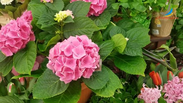 USA#17 - Most Popular Fresh Flowers смотреть онлайн