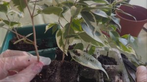 №53. Фикус Бенджамина. Формируем 3 вида кроны. Этап 2. Пересадка черенков в основной горшок.