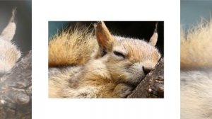 Как белка зимует. Детям про животных.