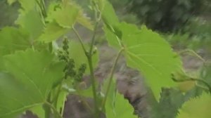 Виноград до начала цветения