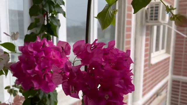 Как бугенвиллия цветёт при недостатке освещения смотреть онлайн