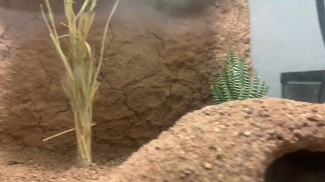 Cuidados del Cordylus tropidosternum (lagarto armadillo) смотреть онлайн