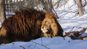 АФРИКАНСКИЕ ЛЬВЫ В ЗИМНЕМ ПРИМОРСКОМ САФАРИ-ПАРКЕ