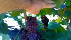 урожай 2015 сорт винограда кишмыш запорожский