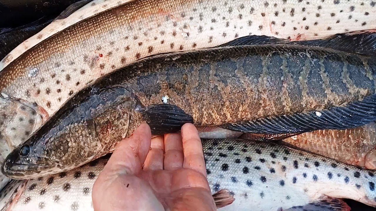 РЫБАЛКА НА Реке АМУР, Весна 2019, Подводная съёмка на камеру Calipso.