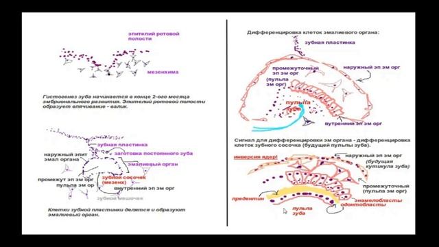 Развитие зуба (кратко). Препарат: Развитие зуба. Окрашивание гематоксилин-эозин. смотреть онлайн