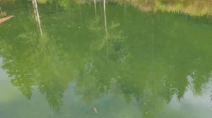 Сделали реконструкцию пруда в лесу. Очистили старый пруд