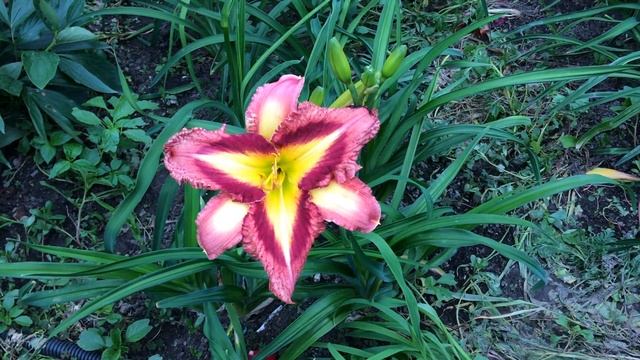 Лилейник APPLIQUE PRISM смотреть онлайн