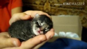 Спасение новорожденного котенка|Нам подкинули слепого котика