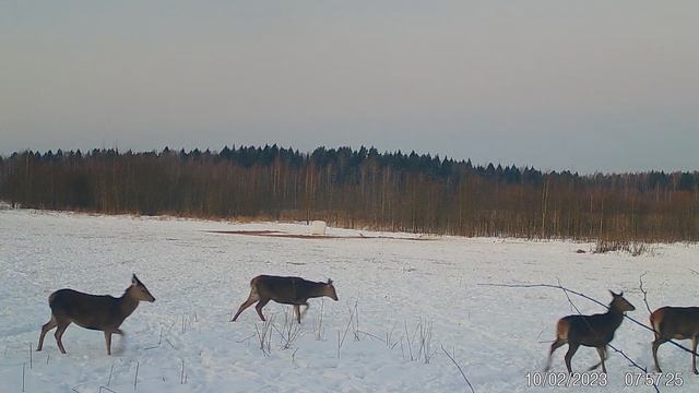 Олени. Утренняя прогулка) Фото и видео с фотоловушек Егерькам.