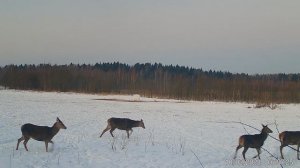 Олени. Утренняя прогулка) Фото и видео с фотоловушек Егерькам.