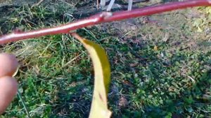 Персик из косточки. Развитие саженцев в открытом грунте. Средняя полоса России.