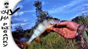 Когда рыба отказывается ловиться, даже окуня приходится уговаривать