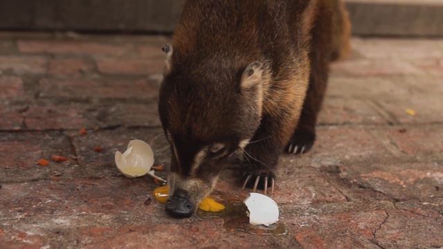 Барсук кушает яйцо. Badger eats an egg смотреть онлайн
