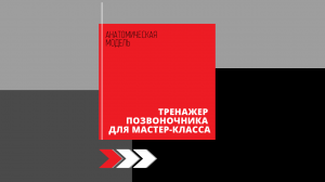 Анатомический тренажер спины для мастер-класса