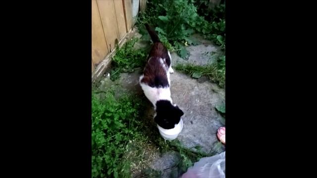 Котик Барсик