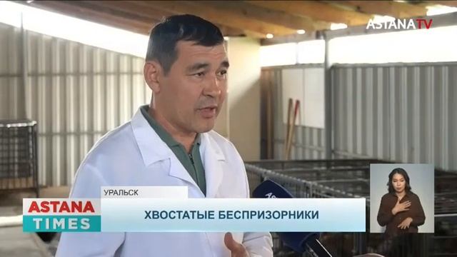 Стерилизация и чипирование: зоозащитники предложили гуманные методы борьбы с бродячими собаками смотреть онлайн