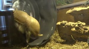 Herbie my PET THREE-BANDED ARMADILLO uses his WHEEL!!! - with Leon Hills - LEON CREATOR