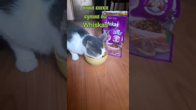 Ваша киска купила бы Whiskas/Еда на видео/ Залипательные ролики #кот #кошка #котики #прикол #смех