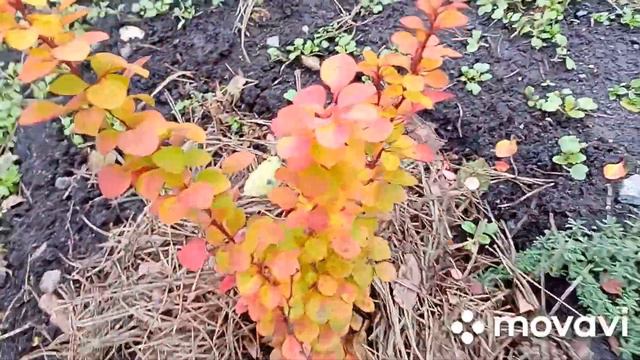 7 ноября кормим синичек.Поливаю орхидеи.Укрыла розы.Мои хвойные. смотреть онлайн