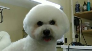 Бишон фризе стрижка