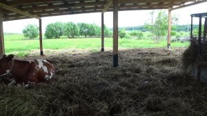 Сенник и летний навес для коров .