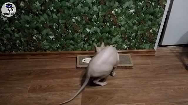 ✔ Кот сфинкс и когтеточка, как мы приучали кота к когтеточке смотреть онлайн