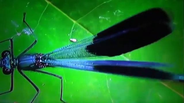 HEXAPODA: Odonata (Стрекозы) смотреть онлайн