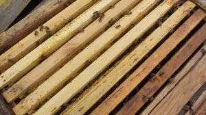 поздняя подкормка медовой сытой