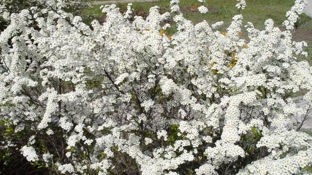 Красивый цветущий куст Невеста смотреть онлайн