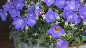 Колокольчик карпатский Дип Блю (deep blue) ? обзор: как сажать, семена колокольчика Дип Блю