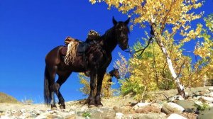 Конные Походы. Горный Алтай