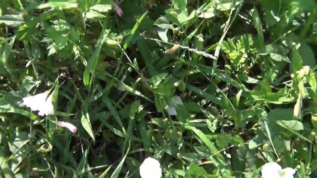 VLOG Ваша Юля - Лето. Цветы. Полевые травы смотреть онлайн