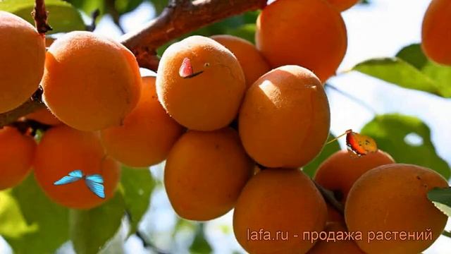 Абрикос обыкновенный Триумф Северный ? обзор: как сажать, саженцы абрикоса Триумф Северный смотреть онлайн