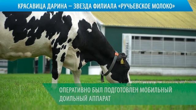 Корова Дарина - звезда филиала "Ручьевское молоко" смотреть онлайн