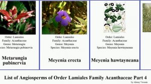 List of Angiosperms of Order Lamiales Family Acanthaceae Part 4 justicia lepidagathis peristrophe