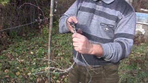 Виноград , подвязка винограда , кабелем UTP-5cat