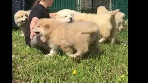 Щенки кавказской овчарки играют в России |  Beautiful Caucasian Shepherd Puppies playing in Russia