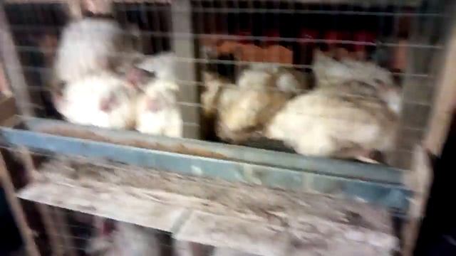 Бройлер кобб-500 смотреть онлайн