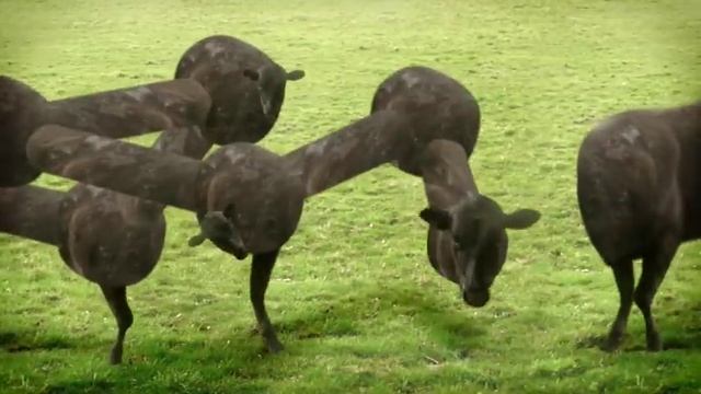 cows & cows & cows смотреть онлайн