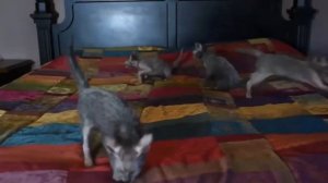 Кот породы ликой - маленький котооборотень