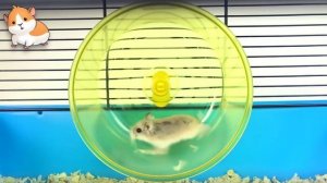 Хомки в колесе . ВИДЕО ПРО СМЕШНЫХ ХОМЯКОВ. Funny Hamsters