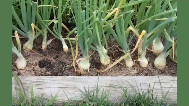 Почему желтеет лук на Вашем огороде смотреть онлайн